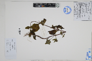  (Sigesbeckia flosculosa - Peru18577)  @11 [ ] CreativeCommons  Attribution Non-Commercial Share-Alike  Unspecified Herbarium of South China Botanical Garden