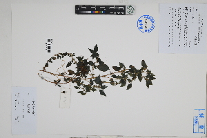  (Parietaria - Peru18578)  @11 [ ] CreativeCommons  Attribution Non-Commercial Share-Alike  Unspecified Herbarium of South China Botanical Garden