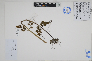  (Valeriana - Peru18583)  @11 [ ] CreativeCommons  Attribution Non-Commercial Share-Alike  Unspecified Herbarium of South China Botanical Garden