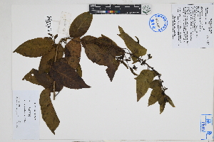 (Cestrum auriculatum - Peru18586)  @11 [ ] CreativeCommons  Attribution Non-Commercial Share-Alike  Unspecified Herbarium of South China Botanical Garden