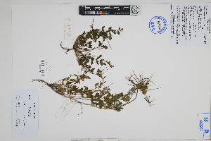  (Erodium moschatum - Peru18588)  @11 [ ] CreativeCommons  Attribution Non-Commercial Share-Alike  Unspecified Herbarium of South China Botanical Garden