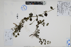  (Dicliptera - Peru18591)  @11 [ ] CreativeCommons  Attribution Non-Commercial Share-Alike  Unspecified Herbarium of South China Botanical Garden