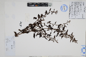  (Rumex sp - Peru18596)  @11 [ ] CreativeCommons  Attribution Non-Commercial Share-Alike  Unspecified Herbarium of South China Botanical Garden