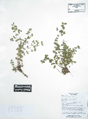  (Euphorbia lasiocarpa - Peru18597)  @11 [ ] CreativeCommons  Attribution Non-Commercial Share-Alike  Unspecified Universidad Nacional Mayor de San Marcos, Museo de Historia Natural