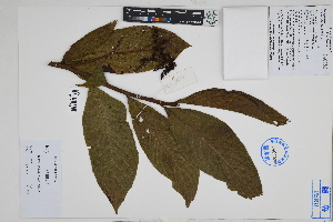  (Tournefortia lilloi - Peru18599)  @11 [ ] CreativeCommons  Attribution Non-Commercial Share-Alike  Unspecified Herbarium of South China Botanical Garden