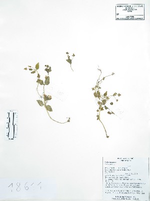  (Calceolariaceae - Peru18611)  @11 [ ] CreativeCommons  Attribution Non-Commercial Share-Alike  Unspecified Universidad Nacional Mayor de San Marcos, Museo de Historia Natural