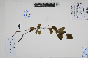 (Melochia thymifolia - Peru18613)  @11 [ ] CreativeCommons  Attribution Non-Commercial Share-Alike  Unspecified Herbarium of South China Botanical Garden