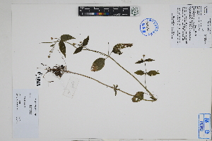  (Galinsoga sp - Peru18618)  @11 [ ] CreativeCommons  Attribution Non-Commercial Share-Alike  Unspecified Herbarium of South China Botanical Garden