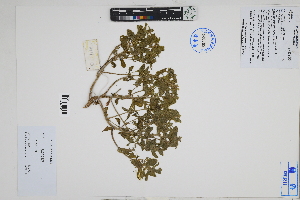  (Tetragonia - Peru18619)  @11 [ ] CreativeCommons  Attribution Non-Commercial Share-Alike  Unspecified Herbarium of South China Botanical Garden