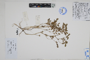  (Fuertesimalva chilensis - Peru18623)  @11 [ ] CreativeCommons  Attribution Non-Commercial Share-Alike  Unspecified Herbarium of South China Botanical Garden