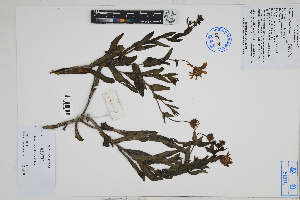  (Senecio smithianus - Peru18626)  @11 [ ] CreativeCommons  Attribution Non-Commercial Share-Alike  Unspecified Herbarium of South China Botanical Garden