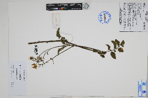  (Solanum peruvianum - Peru18628)  @11 [ ] CreativeCommons  Attribution Non-Commercial Share-Alike  Unspecified Herbarium of South China Botanical Garden