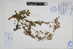  (Solanum multifidum - Peru18629)  @11 [ ] CreativeCommons  Attribution Non-Commercial Share-Alike  Unspecified Herbarium of South China Botanical Garden