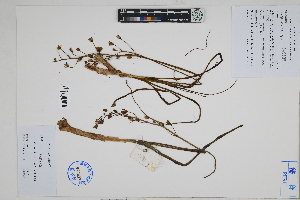  (Oziroe - Peru18631)  @11 [ ] CreativeCommons  Attribution Non-Commercial Share-Alike  Unspecified Herbarium of South China Botanical Garden