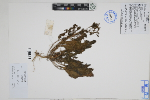  (Nolana inflata - Peru18636)  @11 [ ] CreativeCommons  Attribution Non-Commercial Share-Alike  Unspecified Herbarium of South China Botanical Garden