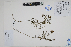  (Quinchamalium - Peru18639)  @11 [ ] CreativeCommons  Attribution Non-Commercial Share-Alike  Unspecified Herbarium of South China Botanical Garden