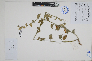  (Gaya atiquipana - Peru18646)  @11 [ ] CreativeCommons  Attribution Non-Commercial Share-Alike  Unspecified Herbarium of South China Botanical Garden