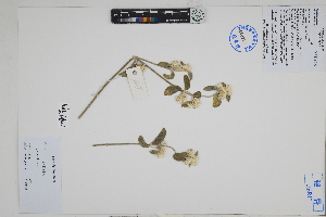  (Alternanthera sp - Peru18647)  @11 [ ] CreativeCommons  Attribution Non-Commercial Share-Alike  Unspecified Herbarium of South China Botanical Garden