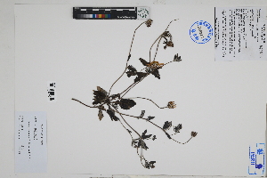  (Onoseris - Peru18648)  @11 [ ] CreativeCommons  Attribution Non-Commercial Share-Alike  Unspecified Herbarium of South China Botanical Garden