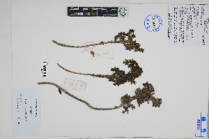 ( - Peru18654)  @11 [ ] CreativeCommons  Attribution Non-Commercial Share-Alike  Unspecified Herbarium of South China Botanical Garden