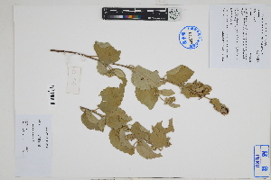  (Waltheria ovata - Peru18658)  @11 [ ] CreativeCommons  Attribution Non-Commercial Share-Alike  Unspecified Herbarium of South China Botanical Garden