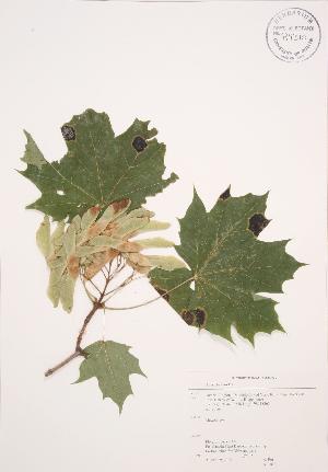  ( - AP367)  @11 [ ] Copyright (2009) Steven Newmaster University of Guelph BIO Herbarium