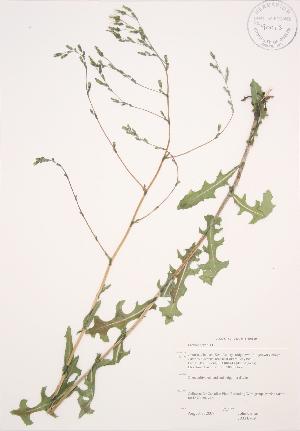  ( - JAG 0709)  @11 [ ] Copyright (2009) Steven Newmaster University of Guelph BIO Herbarium