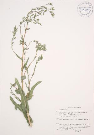  ( - AP278)  @11 [ ] Copyright (2009) Steven Newmaster University of Guelph BIO Herbarium