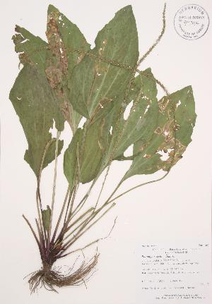  (Plantago rugelii - AP210)  @11 [ ] Copyright (2009) Steven Newmaster University of Guelph BIO Herbarium