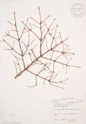  ( - JAG 0171)  @11 [ ] Copyright (2009) Steven Newmaster University of Guelph BIO Herbarium