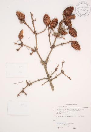  ( - JAG 0204)  @11 [ ] Copyright (2009) Steven Newmaster University of Guelph BIO Herbarium