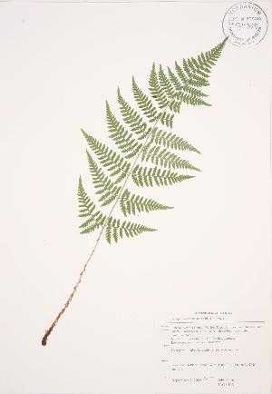  ( - JAG 0115)  @11 [ ] Copyright (2009) Steven Newmaster University of Guelph BIO Herbarium