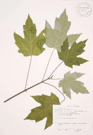 ( - JAG 0352)  @11 [ ] Copyright (2009) Steven Newmaster University of Guelph BIO Herbarium