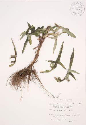  ( - JAG 0735)  @11 [ ] Copyright (2009) Steven Newmaster University of Guelph BIO Herbarium