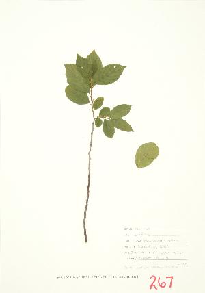  (Rhamnus alnifolia - JEM 029)  @11 [ ] Copyright (2009) Steven Newmaster University of Guelph BIO Herbarium