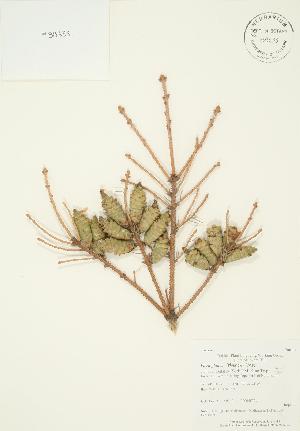 ( - AP263)  @11 [ ] Copyright (2009) Steven Newmaster University of Guelph BIO Herbarium