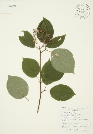  ( - AP265)  @11 [ ] Copyright (2009) Steven Newmaster University of Guelph BIO Herbarium