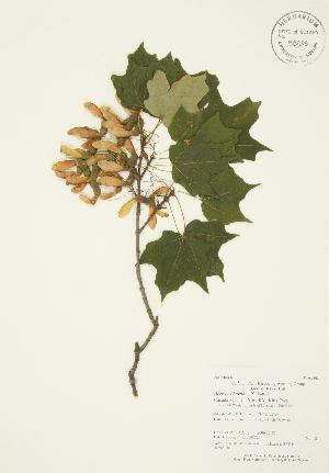  ( - AP268)  @11 [ ] Copyright (2009) Steven Newmaster University of Guelph BIO Herbarium
