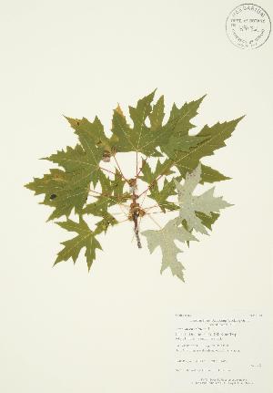  ( - AP387)  @11 [ ] Copyright (2009) Steven Newmaster University of Guelph BIO Herbarium