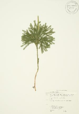  ( - AP429)  @11 [ ] Copyright (2009) Steven Newmaster University of Guelph BIO Herbarium