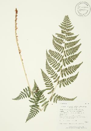  ( - AP188)  @11 [ ] Copyright (2009) Steven Newmaster University of Guelph BIO Herbarium