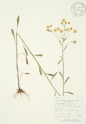  (Erigeron strigosus - AP195)  @11 [ ] Copyright (2009) Steven Newmaster University of Guelph BIO Herbarium