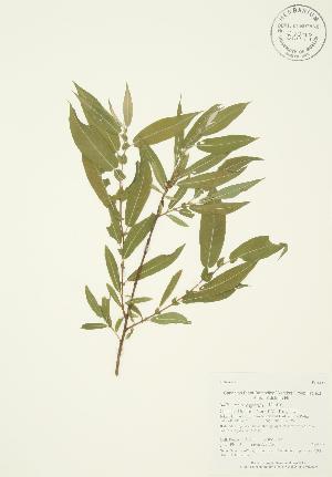  (Salix eriocephala - AP155)  @11 [ ] Copyright (2009) Steven Newmaster University of Guelph BIO Herbarium