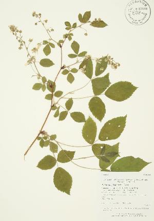  (Rubus allegheniensis - AP084)  @11 [ ] Copyright (2009) Steven Newmaster University of Guelph BIO Herbarium