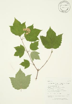  ( - AP102)  @11 [ ] Copyright (2009) Steven Newmaster University of Guelph BIO Herbarium