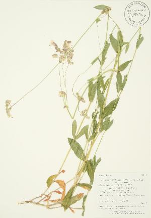  (Silene vulgaris - AP110)  @11 [ ] Copyright (2009) Steven Newmaster University of Guelph BIO Herbarium