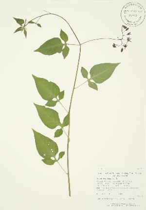  ( - AP136)  @11 [ ] Copyright (2009) Steven Newmaster University of Guelph BIO Herbarium