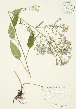  (Symphyotrichum ciliolatum - JAG 0232)  @11 [ ] Copyright (2009) Steven Newmaster University of Guelph BIO Herbarium