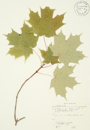  ( - JAG 0202)  @11 [ ] Copyright (2009) Steven Newmaster University of Guelph BIO Herbarium