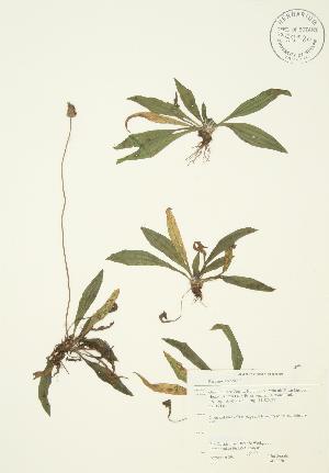  ( - JAG 0220)  @11 [ ] Copyright (2009) Steven Newmaster University of Guelph BIO Herbarium